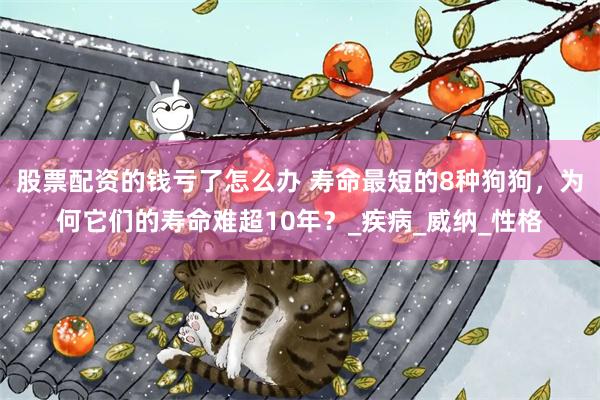 股票配资的钱亏了怎么办 寿命最短的8种狗狗，为何它们的寿命难超10年？_疾病_威纳_性格