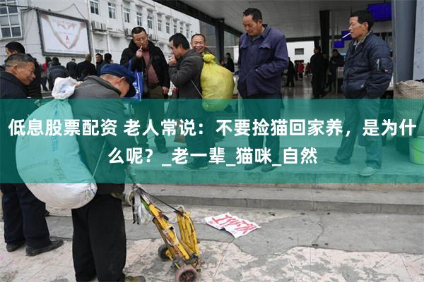 低息股票配资 老人常说：不要捡猫回家养，是为什么呢？_老一辈_猫咪_自然